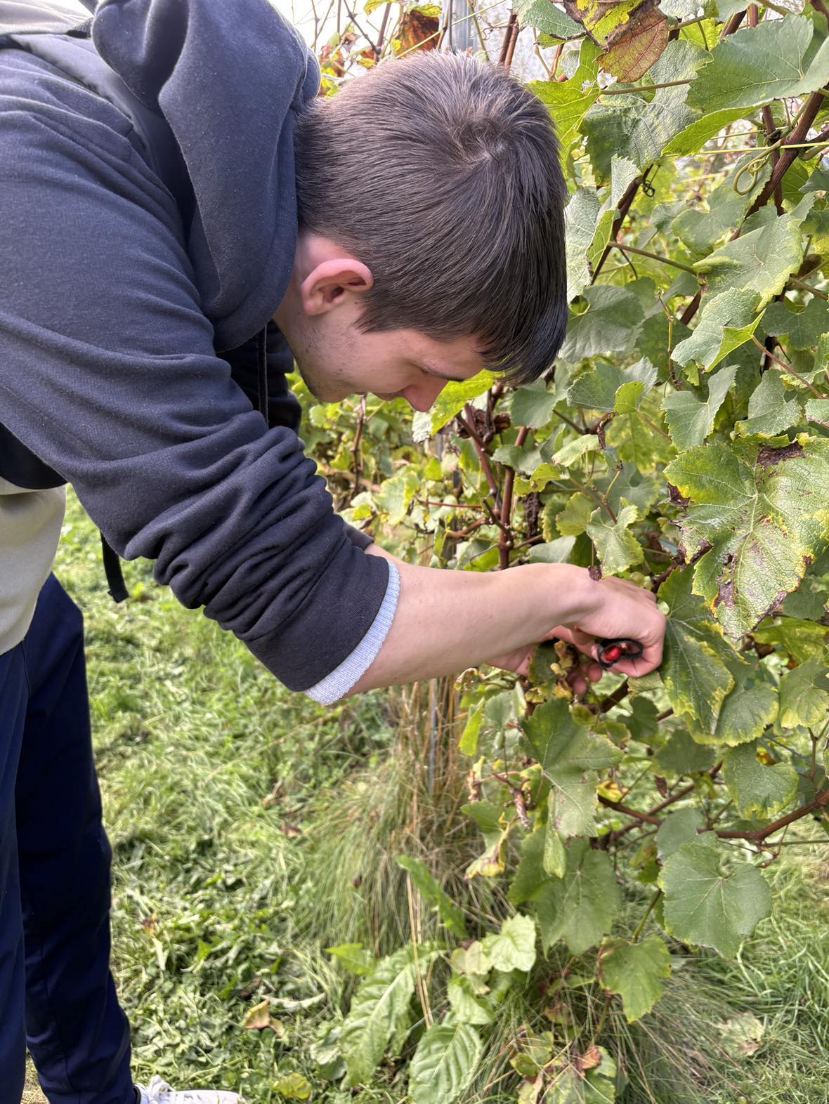 Vendanges au Domaine Degavre pour l’IPES Ath et la PromSoc Mons-Borinage