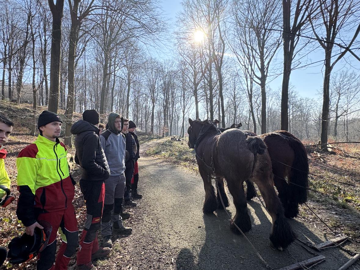 Des chevaux de traits pour une formation de débardage à l’IPES Ath