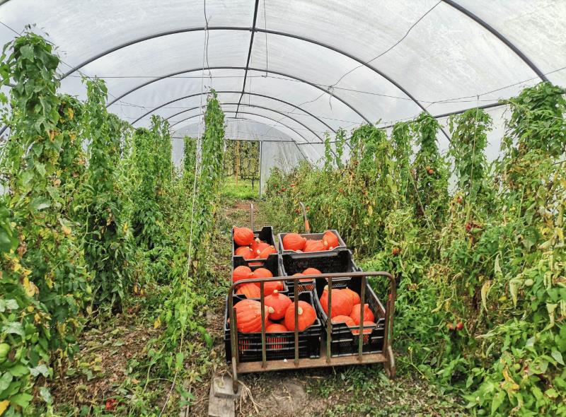 Agent.e horticole et cultures maraîchères