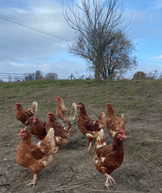 poules oeufs bio